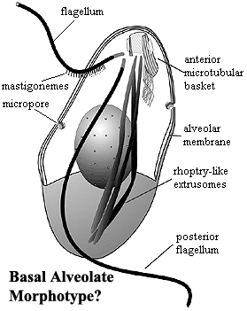 Alveolate