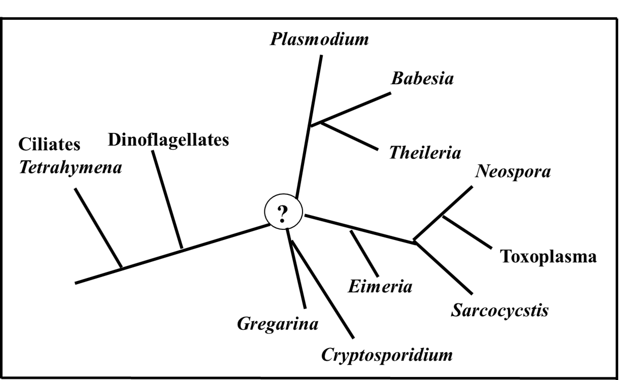 Alveolate