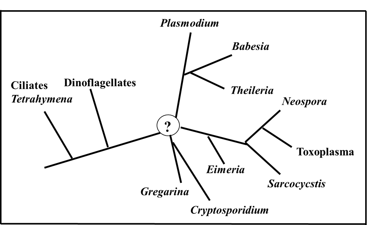 Alveolate
