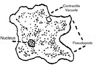 Amoeba