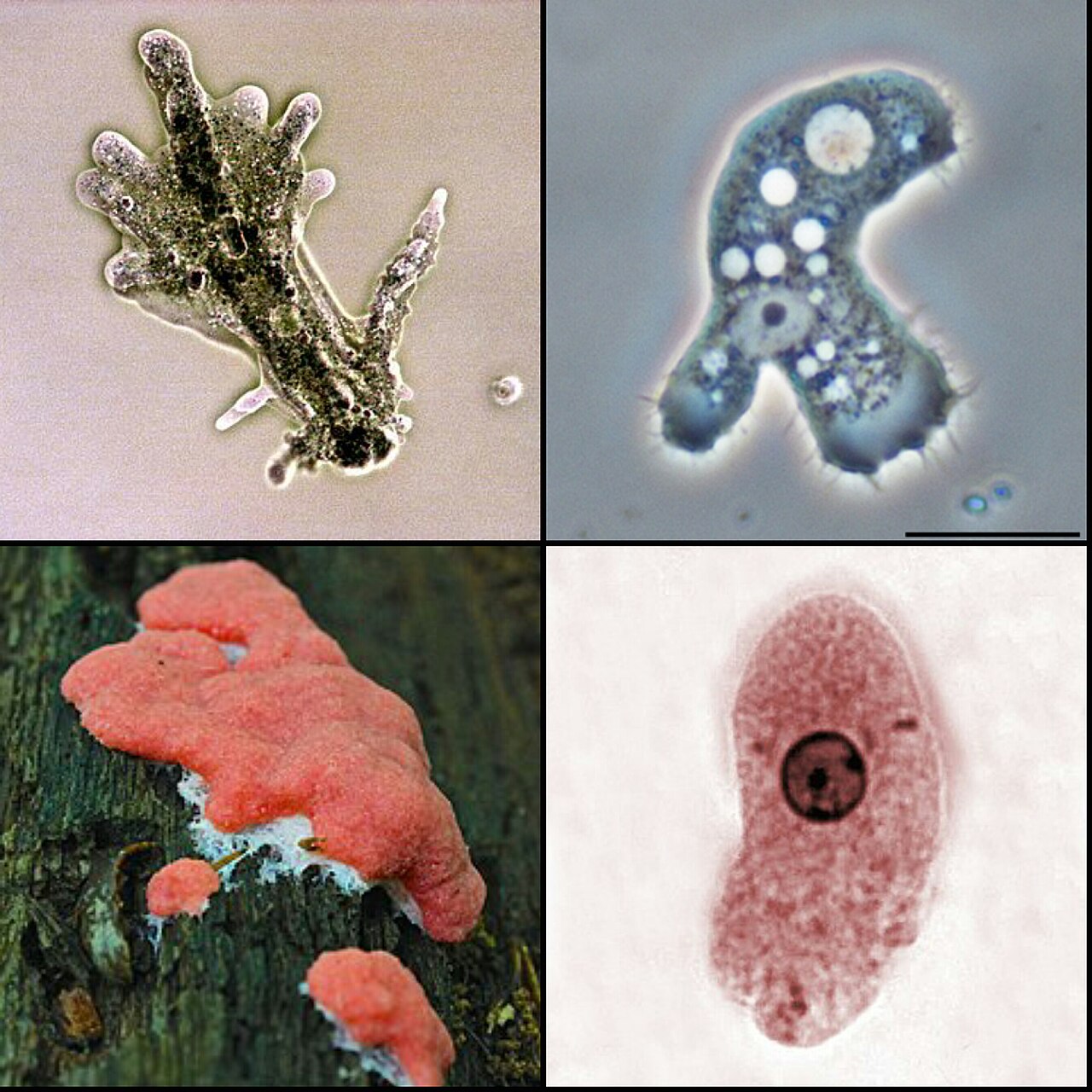Amoebozoa