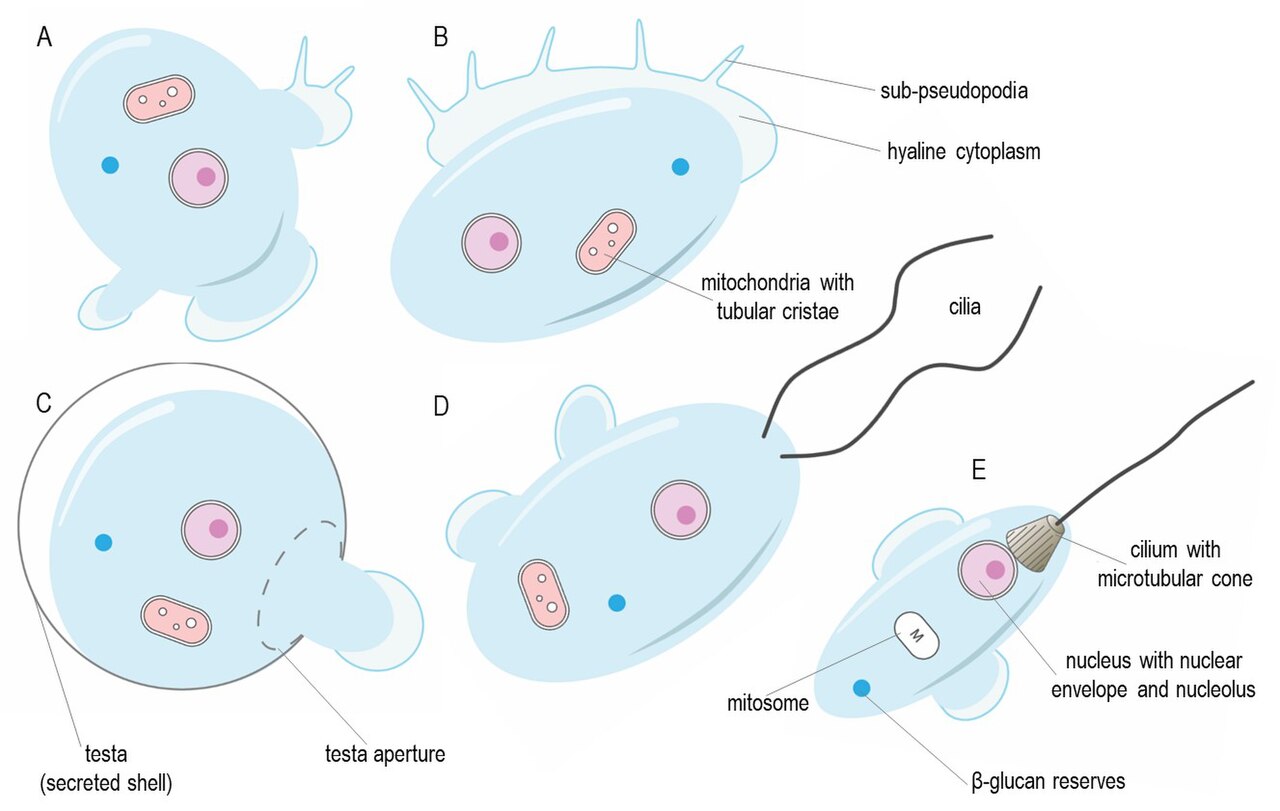 Amoebozoa