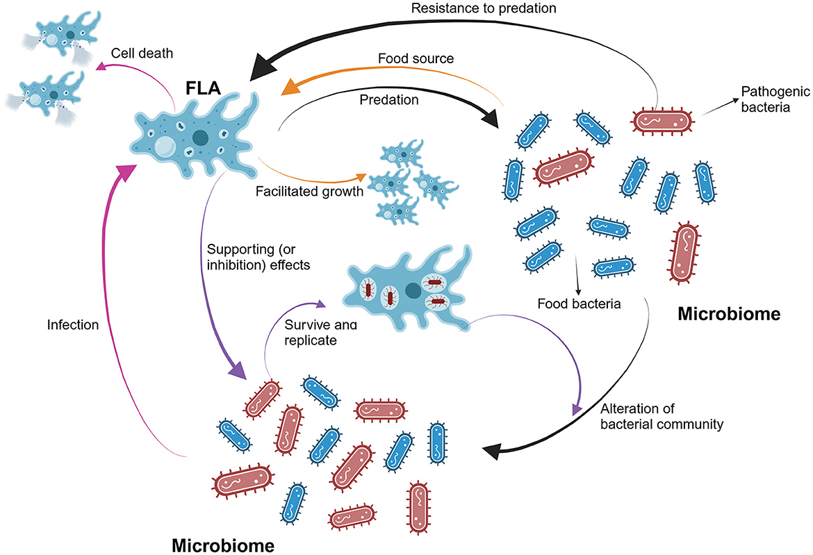 Amoebozoa