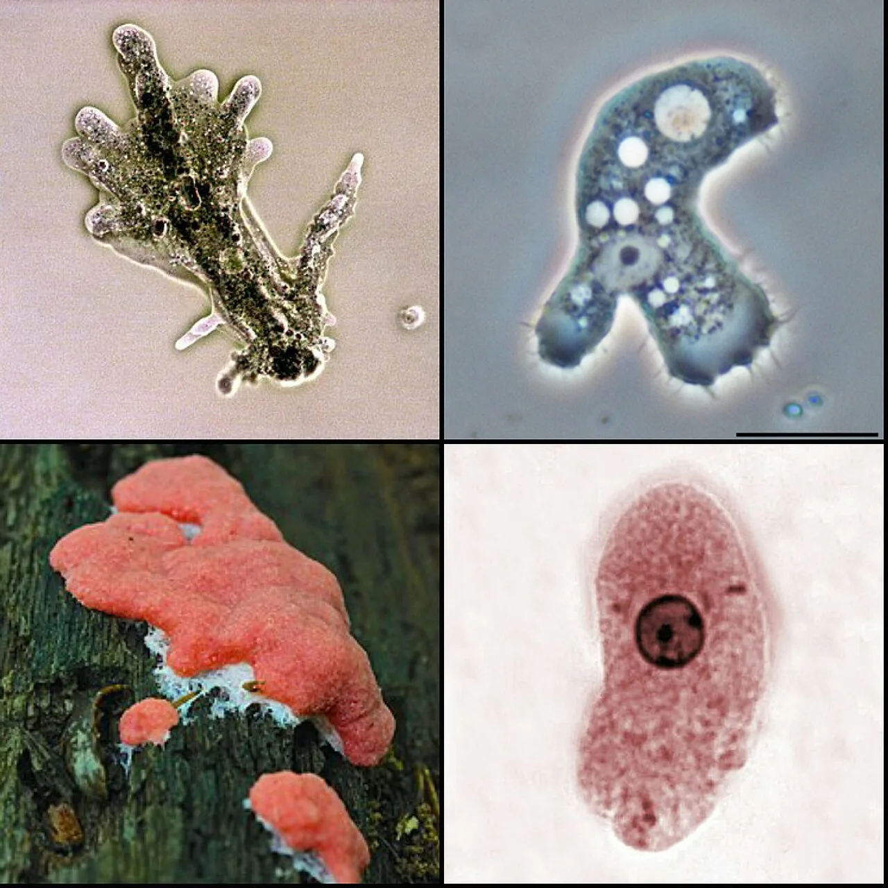 Amoebozoa