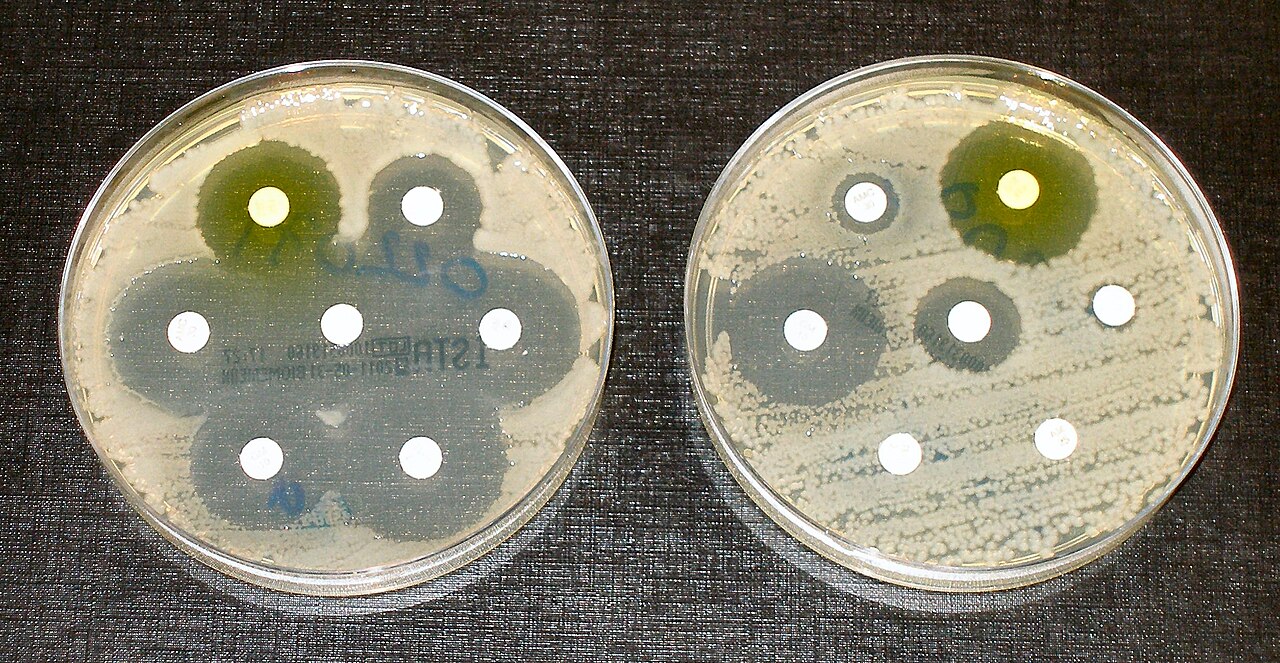 Antibiotic sensitivity testing