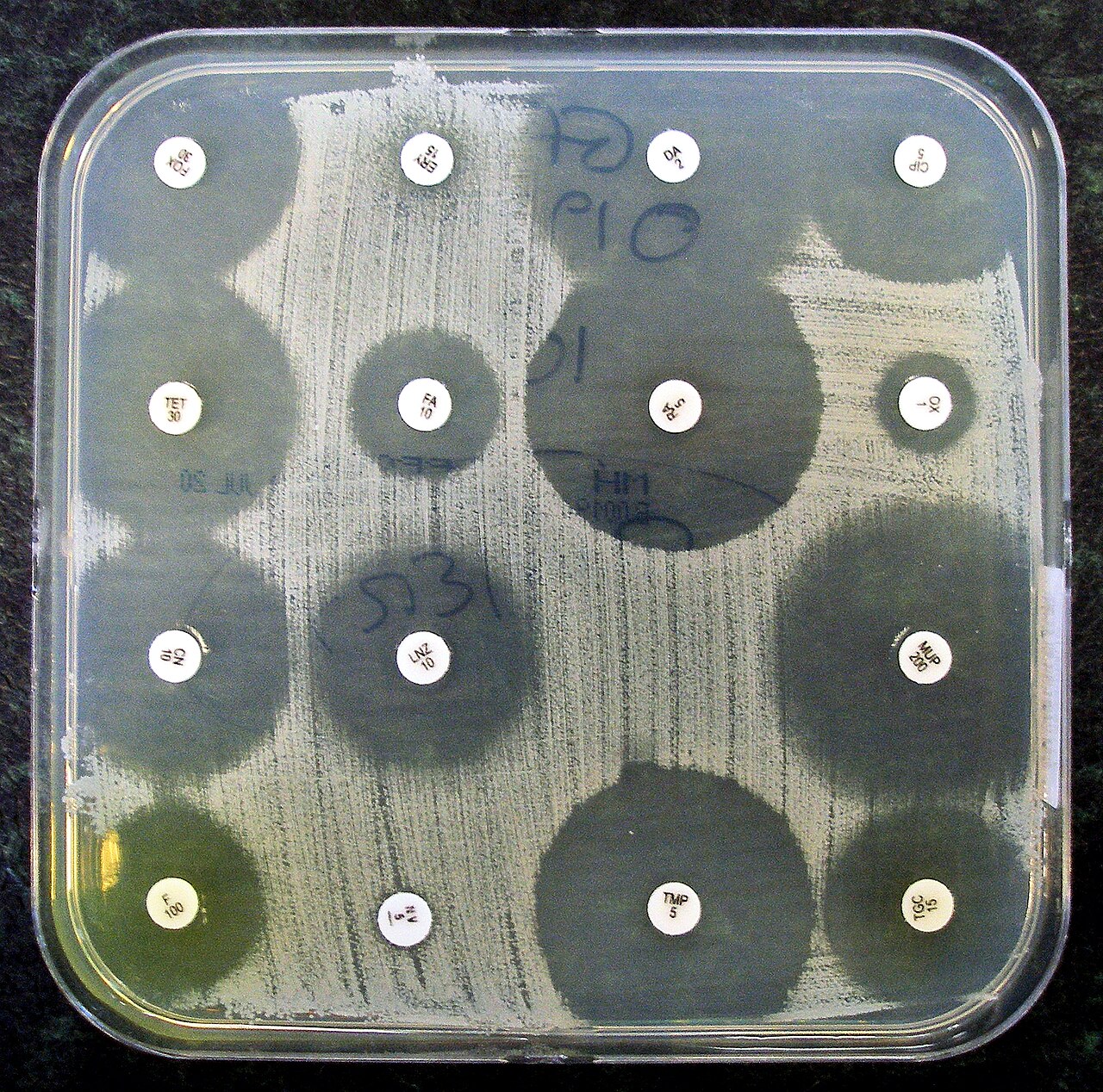 Antibiotic sensitivity testing