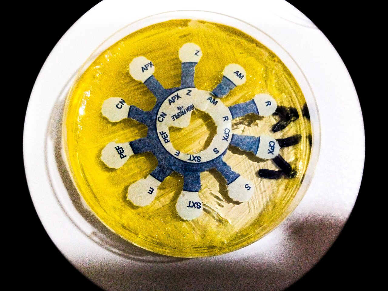 Antibiotic sensitivity testing