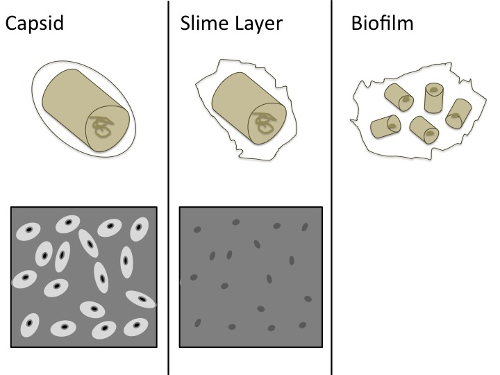 Bacterial capsule