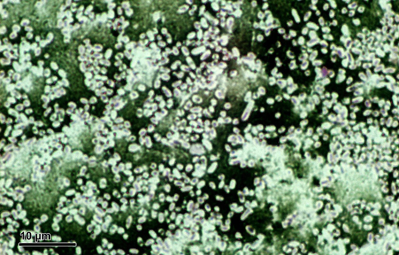 Bacterial capsule