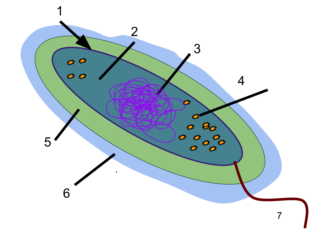 Bacterial capsule
