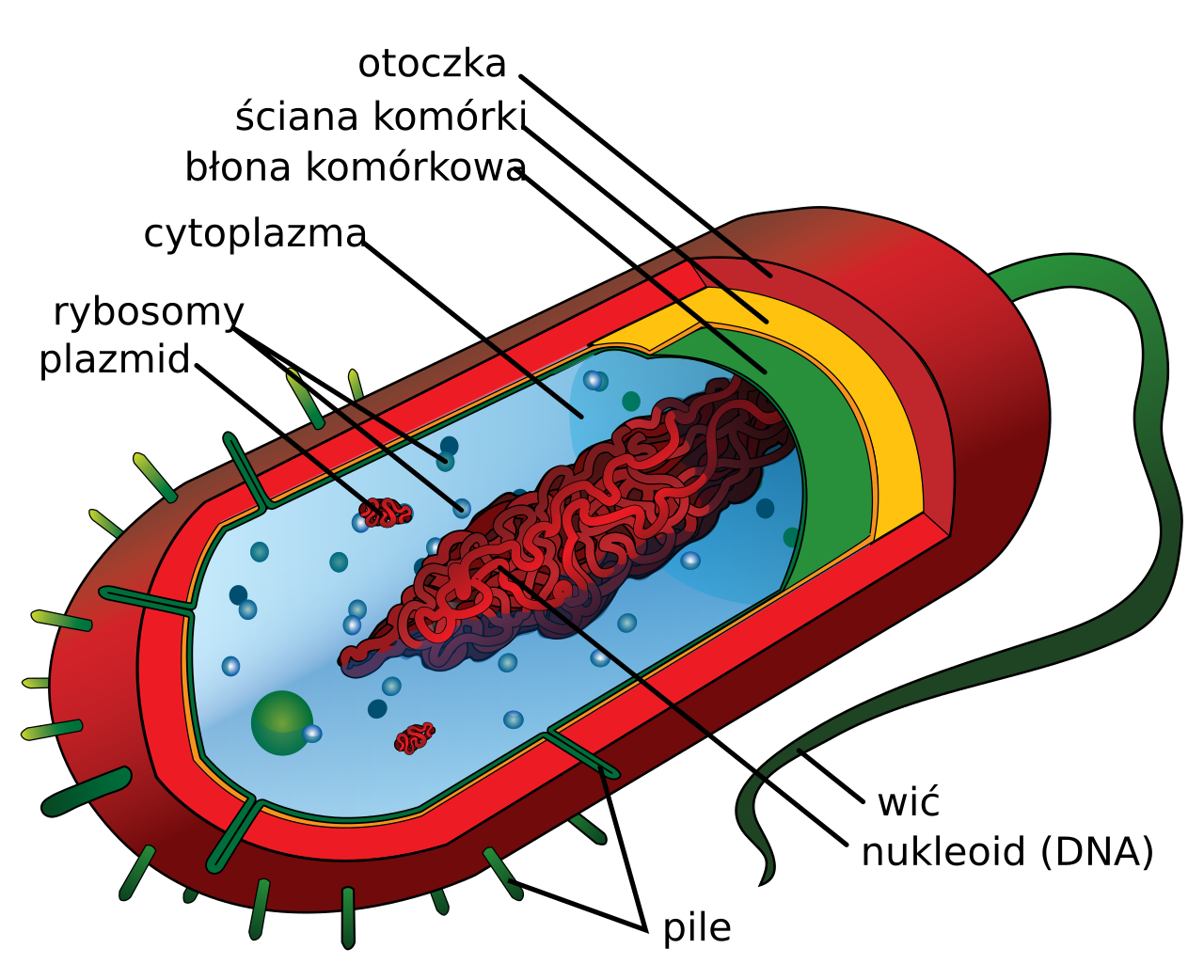 Bacterial cell structure
