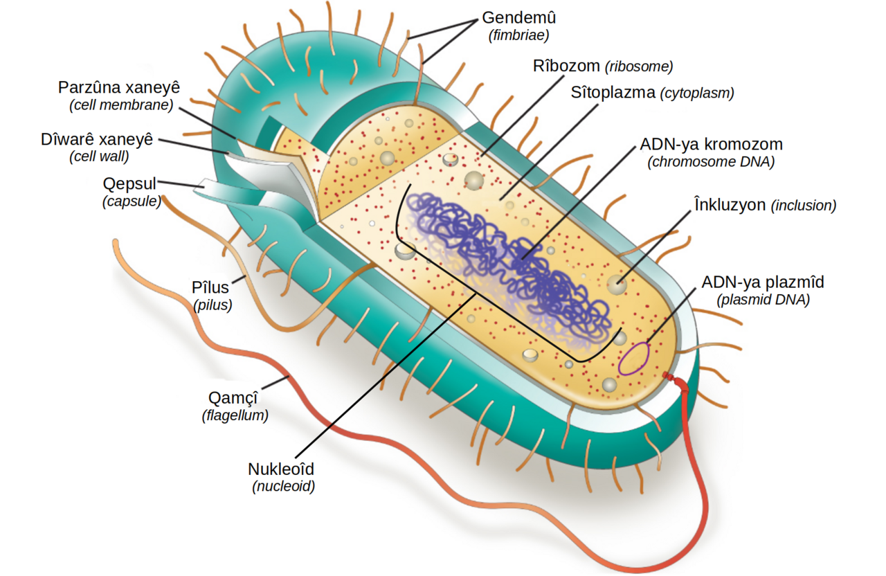 Bacterial cell structure