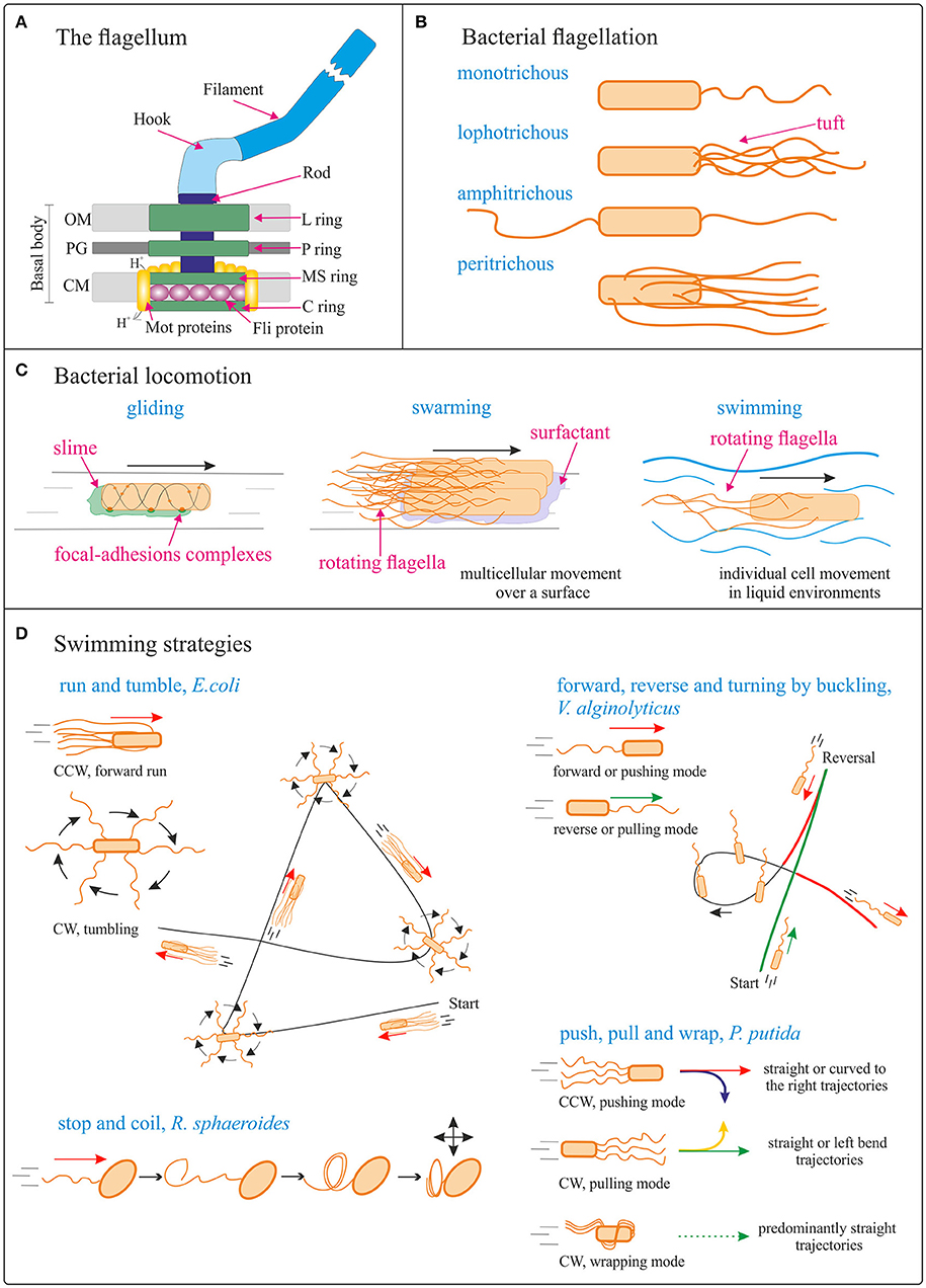 Bacterial cell structure