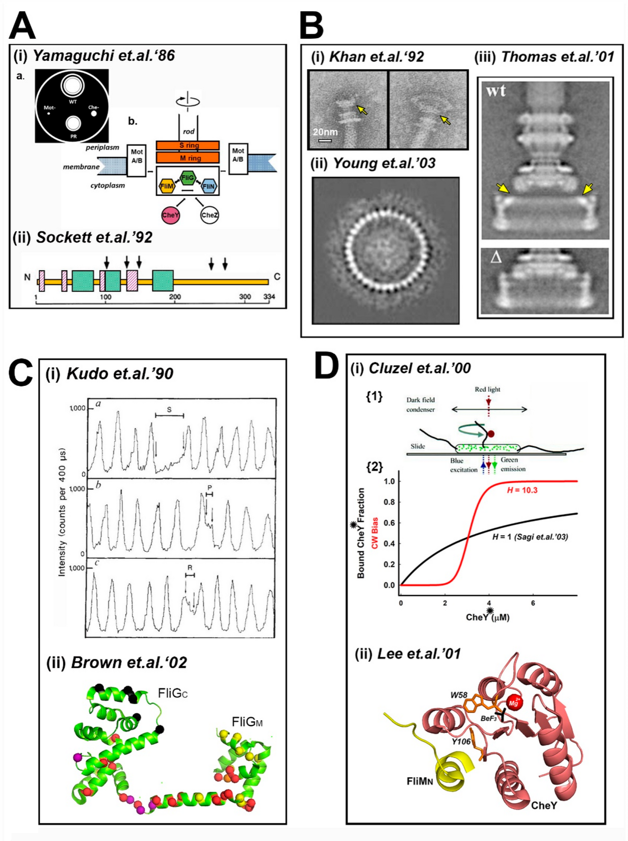 Bacterial cell structure