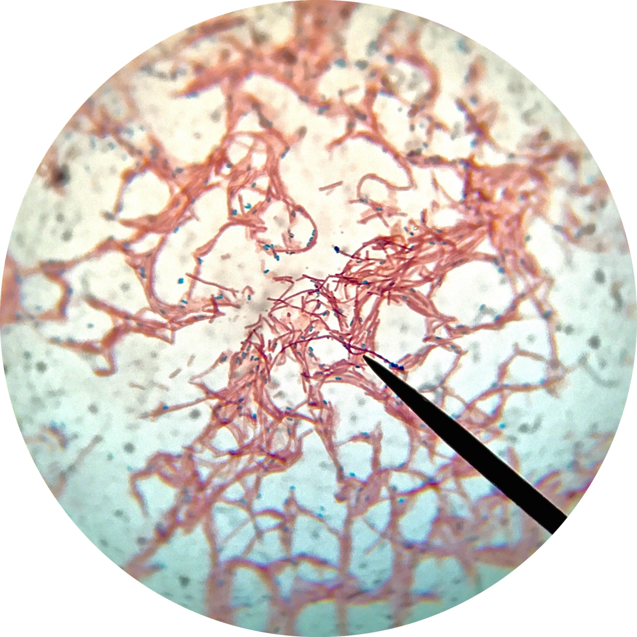 Endospore