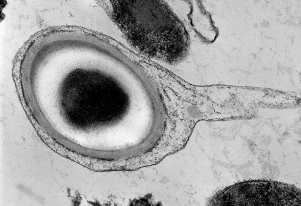 Endospore