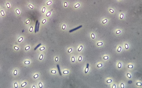 Endospore