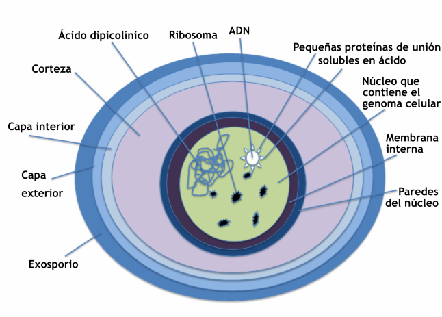 Endospore