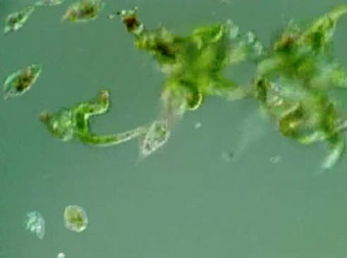 Extremophile