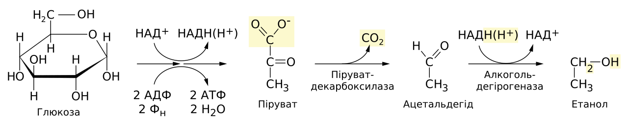 Fermentation