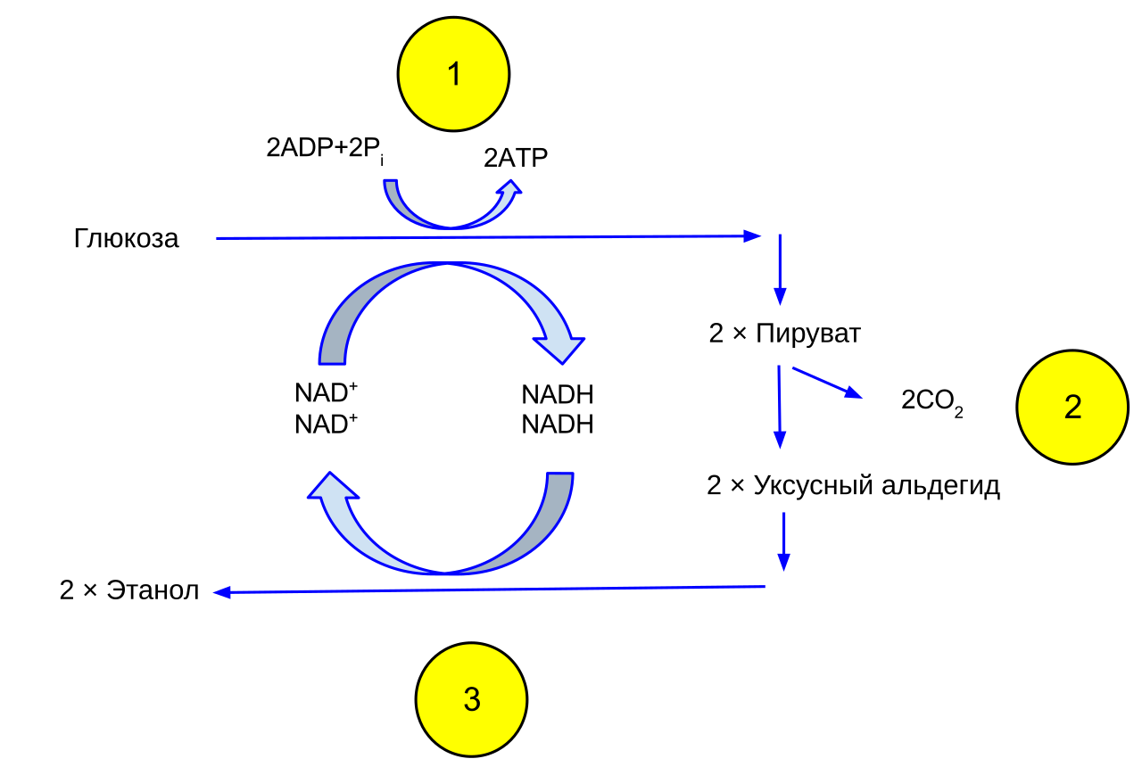 Fermentation
