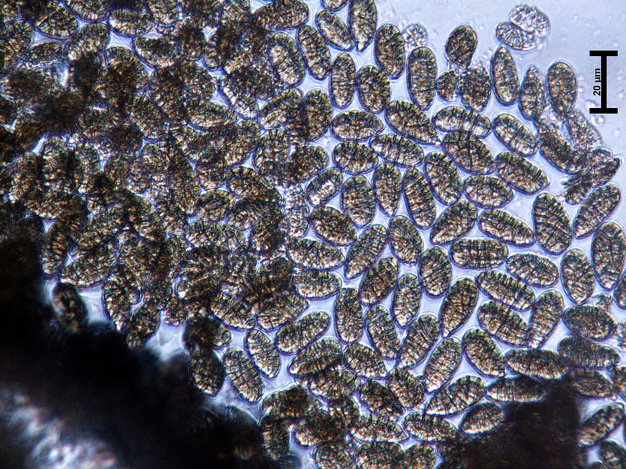 Spore