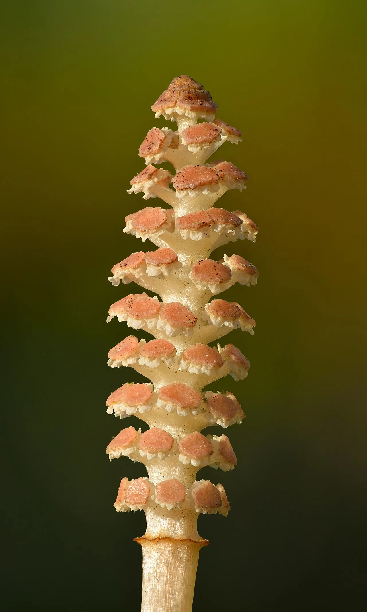 Spore