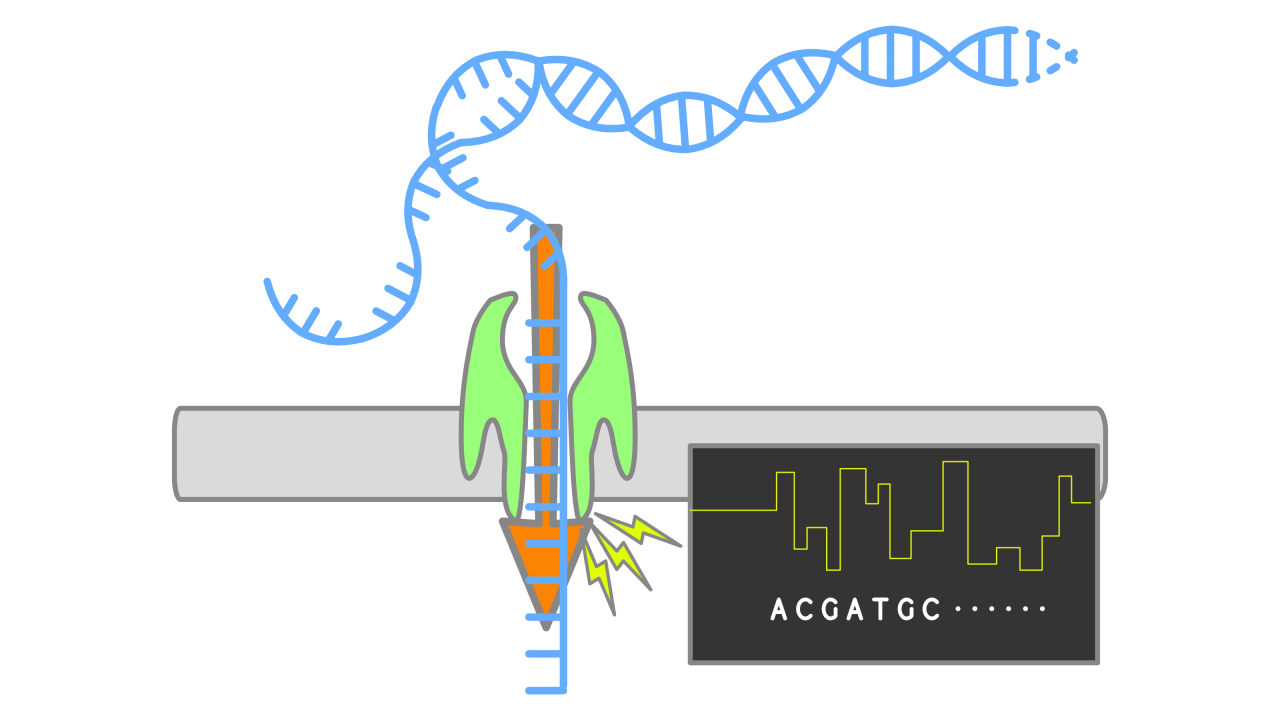 DNA sequencing