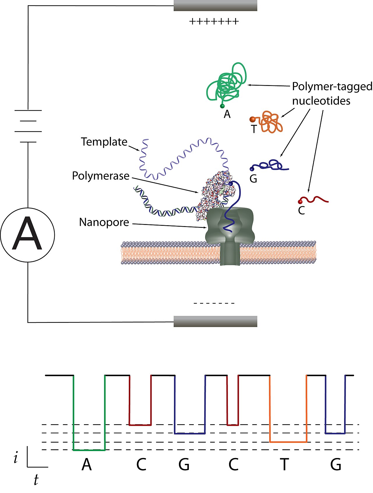 DNA sequencing