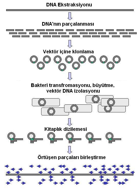 DNA sequencing