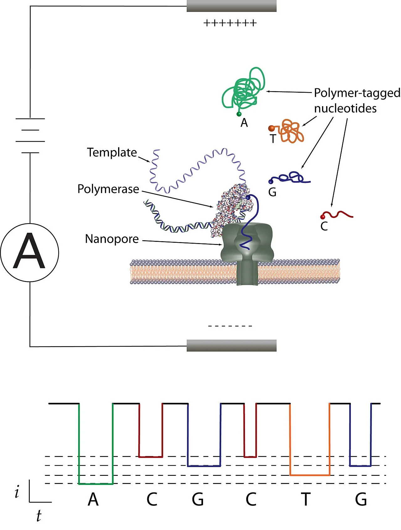 DNA sequencing
